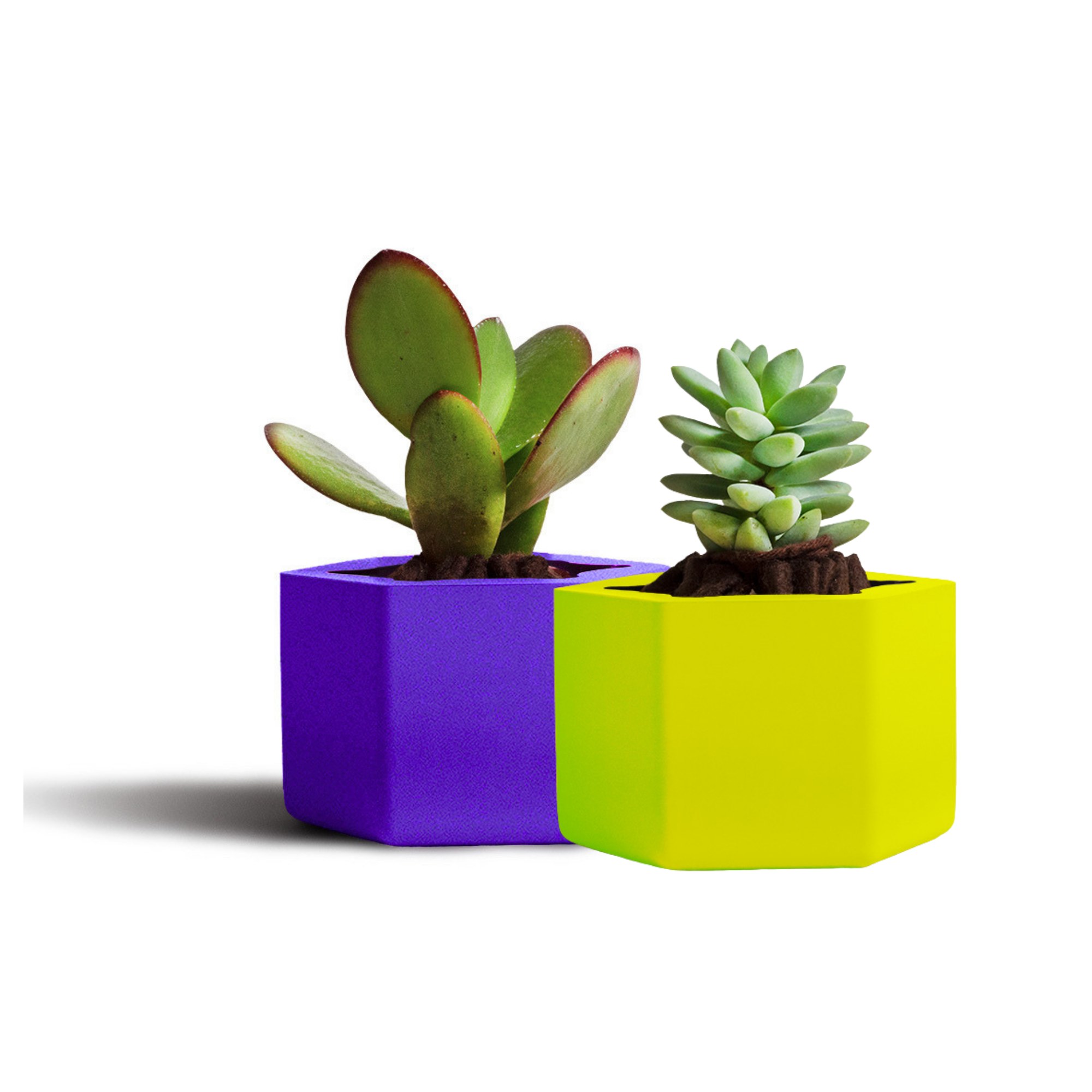 Vasos Plantinha de Geladeira em várias cores
